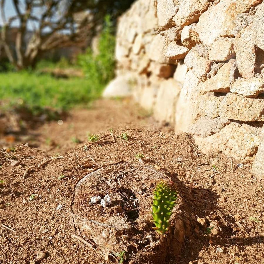 Villa Sprafundu La Maddalena  Exterior foto